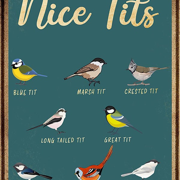 Nice tits Funny Bird – Blue Tit, Marsh Tit, Crested Tit, Long Tailed Tit, Great Tit, Coal Tit Wall Decor Art Print Poster