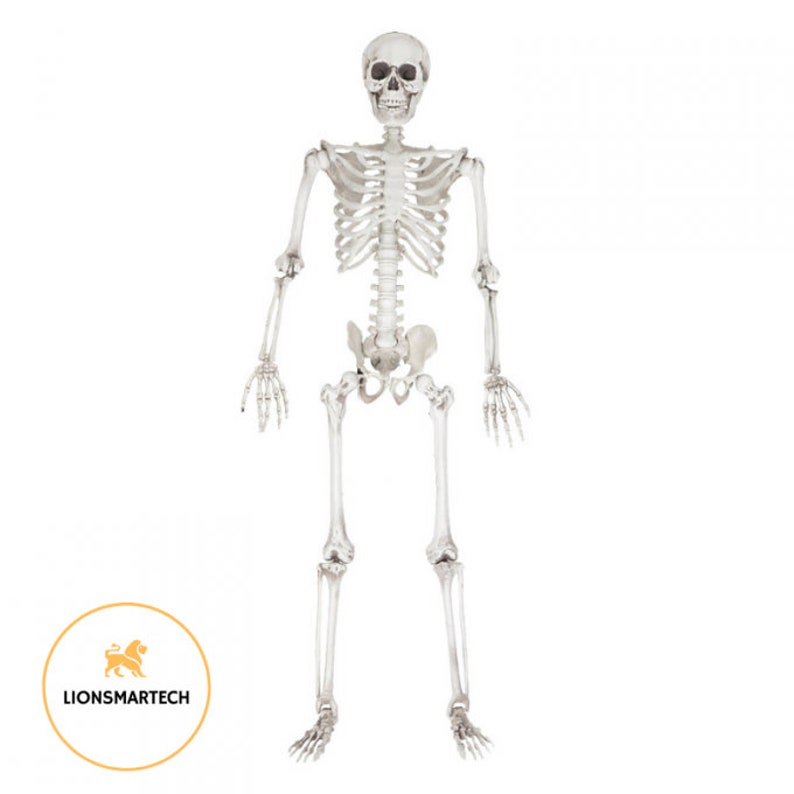 Human Life Size Skeleton Model 66 INCHES Best Father's Etsy