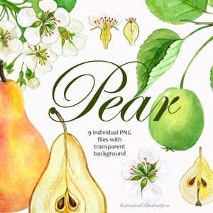 Acquerello pera individuale PNG clipart. Illustrazione botanica. Pera verde, fiori di pera, stami. Alta risoluzione.