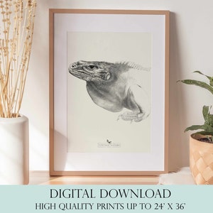 Iguana Drawing | Lizard Wall Art | Vintage Decor | PRINTABLE Wall Art | Instant Download | 7035