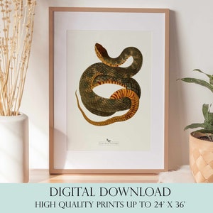 Snake Print | Snake Wall Art | Vintage Decor | PRINTABLE Wall Art | Instant Download | 7025