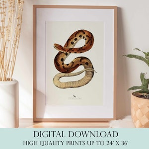 Snake Print | Snake Wall Art | Vintage Decor | PRINTABLE Wall Art | Instant Download | 7024