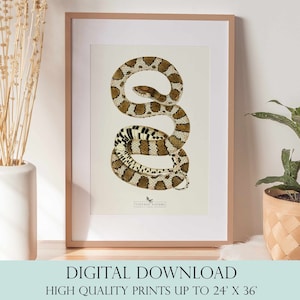 Snake Print | Snake Wall Art | Vintage Decor | PRINTABLE Wall Art | Instant Download | 7039