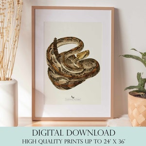 Snake Print | Snake Wall Art | Vintage Decor | PRINTABLE Wall Art | Instant Download | 7037