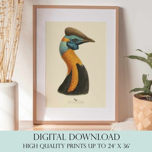 Bird Art Print | Vintage Decor | PRINTABLE Wall Art | Instant Download | 1002