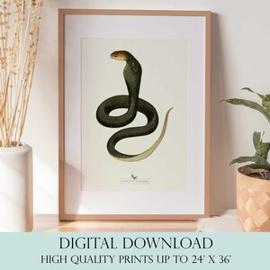 Snake Print | Snake Wall Art | Vintage Decor | PRINTABLE Wall Art | Instant Download | 7020