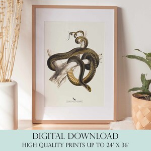 Snake Print | Snake Wall Art | Vintage Decor | PRINTABLE Wall Art | Instant Download | 7016