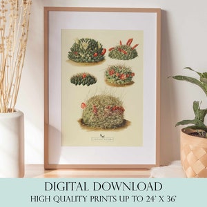 Succulent Art Print | Vintage Decor | PRINTABLE Wall Art | Instant Download | 4005