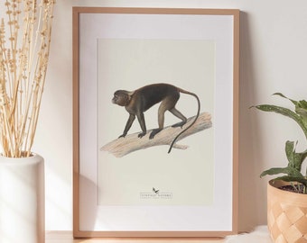 Monkey Poster | Silvered Langur Wall Art | Vintage Decor | PRINTABLE Wall Art | Instant Download | 9001