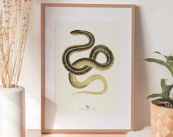 Op de afbeelding: Een vintage illustratie van een slang met zwarte en gele strepen op een witte achtergrond. De illustratie is ingelijst in een licht houten lijst en wordt tentoongesteld op een tafel met een vaas met gedroogde bloemen en een potplant.