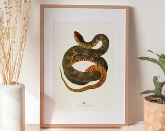 Snake Print | Snake Wall Art | Vintage Decor | PRINTABLE Wall Art | Instant Download | 7025