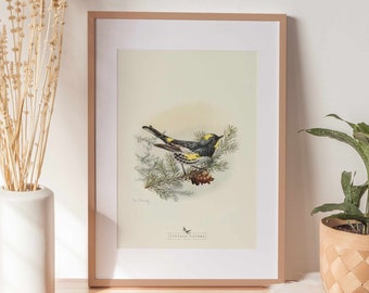 Impression d'art d'oiseau | Décor vintage | Art mural imprimable | Téléchargement instantané | 1001