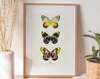 Butterfly Print | Vintage Decor | PRINTABLE Wall Art | Instant Download ...