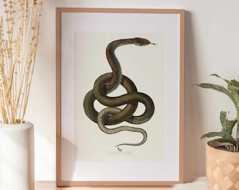 Snake Print | Snake Wall Art | Vintage Decor | PRINTABLE Wall Art | Instant Download | 7007
