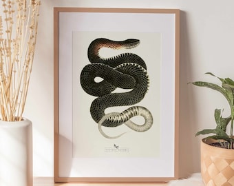Snake Print | Snake Wall Art | Vintage Decor | PRINTABLE Wall Art | Instant Download | 7017