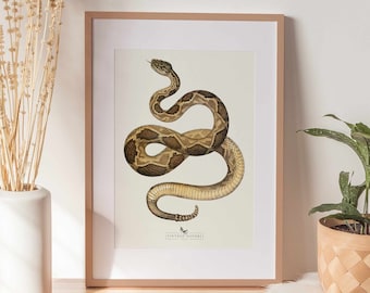 Snake Print | Snake Wall Art | Vintage Decor | PRINTABLE Wall Art | Instant Download | 7010