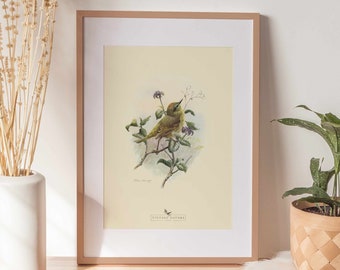 Bird Art Print | Vintage Decor | PRINTABLE Wall Art | Instant Download | 1004