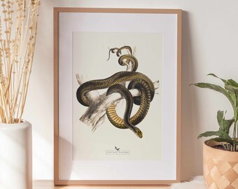 Snake Print | Snake Wall Art | Vintage Decor | PRINTABLE Wall Art | Instant Download | 7016