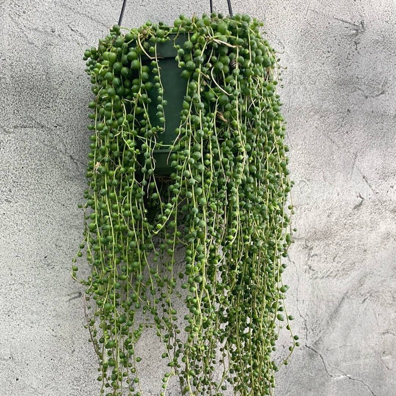 Moisture Detector String of Pearls Squirmy Wormy Etsy