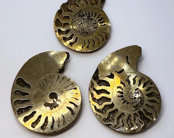 研磨済みブルーパープルと銅チタン黄鉄鉱アンモナイト化石ロシア 30.5