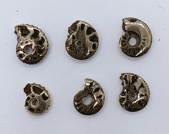 Pyritized Ammonite Fossil Specimens from Volga River Basin, Ulyanovsk region, Russia (Price for piece)