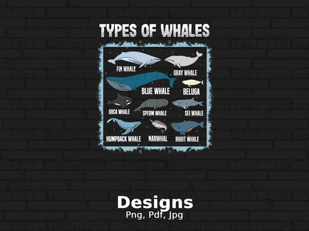 Types of Whales Digital Png File, Instant Download, Ocean Mammals Guide ...