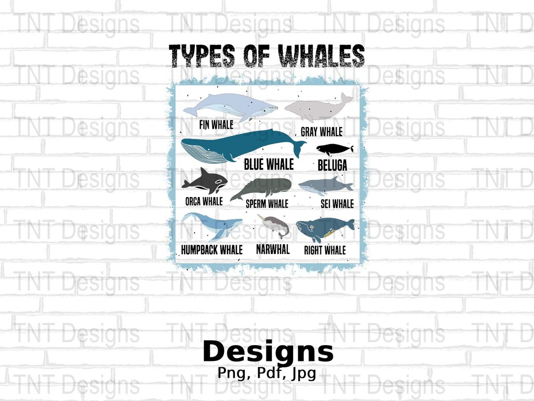 Types of Whales Digital Png File, Instant Download, Ocean Mammals Guide ...