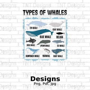 Types of Whales Digital Png File, Instant Download, Ocean Mammals Guide ...