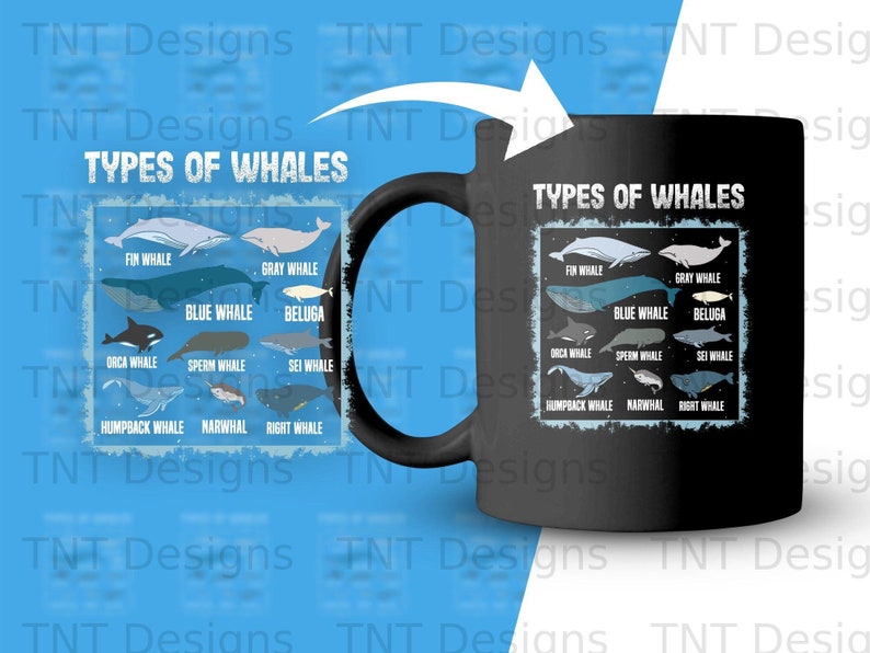 Types of Whales Digital Png File, Instant Download, Ocean Mammals Guide ...