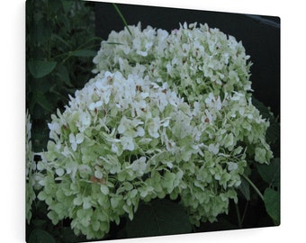White Hydrangea Canvas Wall Art, Nature Wall Art, Large Wall Art, Floral Wall Art, Print Canvas Decor, CANVAS READY to Hang
