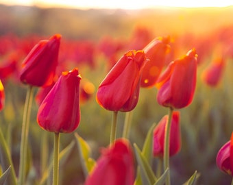 Bright Red Tulips | Washington DC | Flower Photography