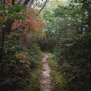 Fairy Tale Forest | Nature Photography | Woodland Photography