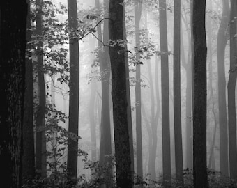 Shenandoah National Park | Moody Woodlands | Landscape Photography