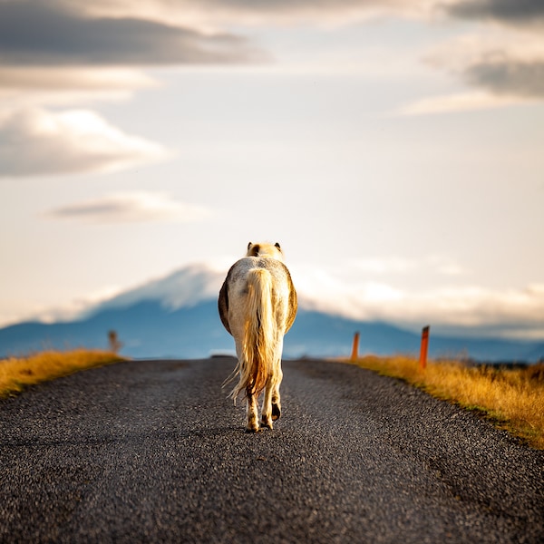 Icelandic Horse | Iceland Landscape | Landscape Photography