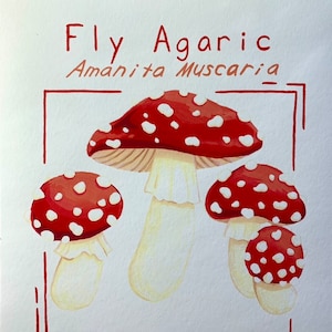 Fly Agaric mushroom print 9 x 9 inch
