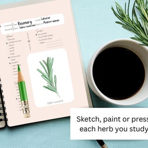 Blank Materia Medica Pages, Herbal Monograph, Botanical Workbook ...