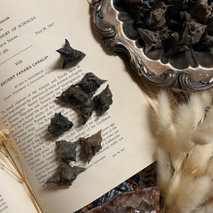 May include: A collection of dried water chestnut pods, also known as Trapa bicornis, arranged on a book with a vintage text about the Panama Canal. The pods are dark brown and have a spiky, star-shaped appearance.