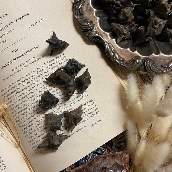 Devil Pod Seed | Water Chestnut Seeds | Bat Nut | Caltrop | Crafting | Beading| Witch Seeds |  Curiosity Cabinet | Jewelry Assortment