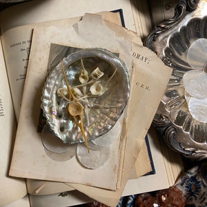 May include: A close-up of a seashell with a pearly iridescent interior. The shell is filled with small white bones and a wooden stick. The shell is resting on a stack of old, yellowed pages from a book. The text on the pages reads "OMAY; CER."