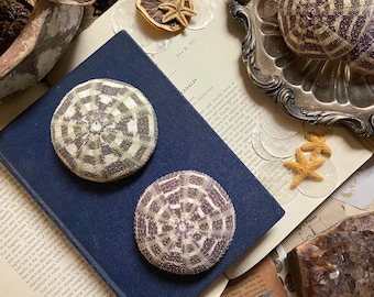 May include: Two white and purple sea urchins with a geometric pattern on a blue surface. The sea urchins are on a book with text that reads "CANALS" and "July 30, 1917".
