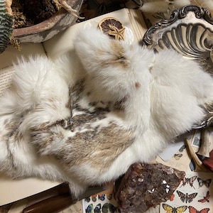 Genuine Rabbit Fur Pelt | Earth Tones | Décor | Single Hide or Bundle | Craft Grade | Assorted | Natural color | Rabbit Fur Pelts