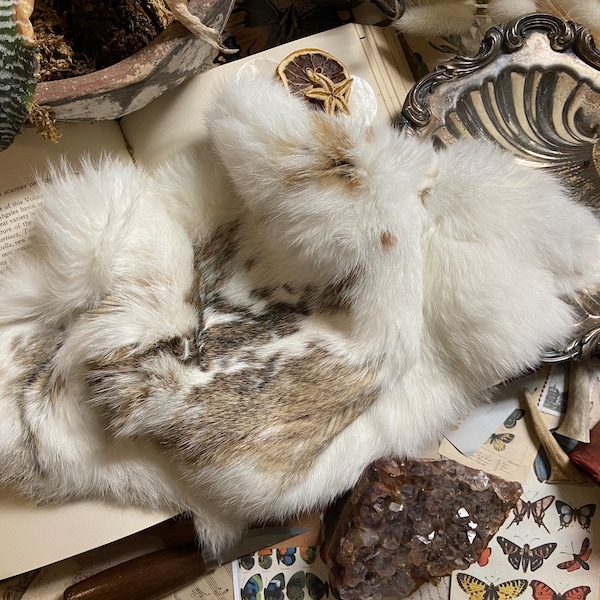 Rabbit Pelts Etsy