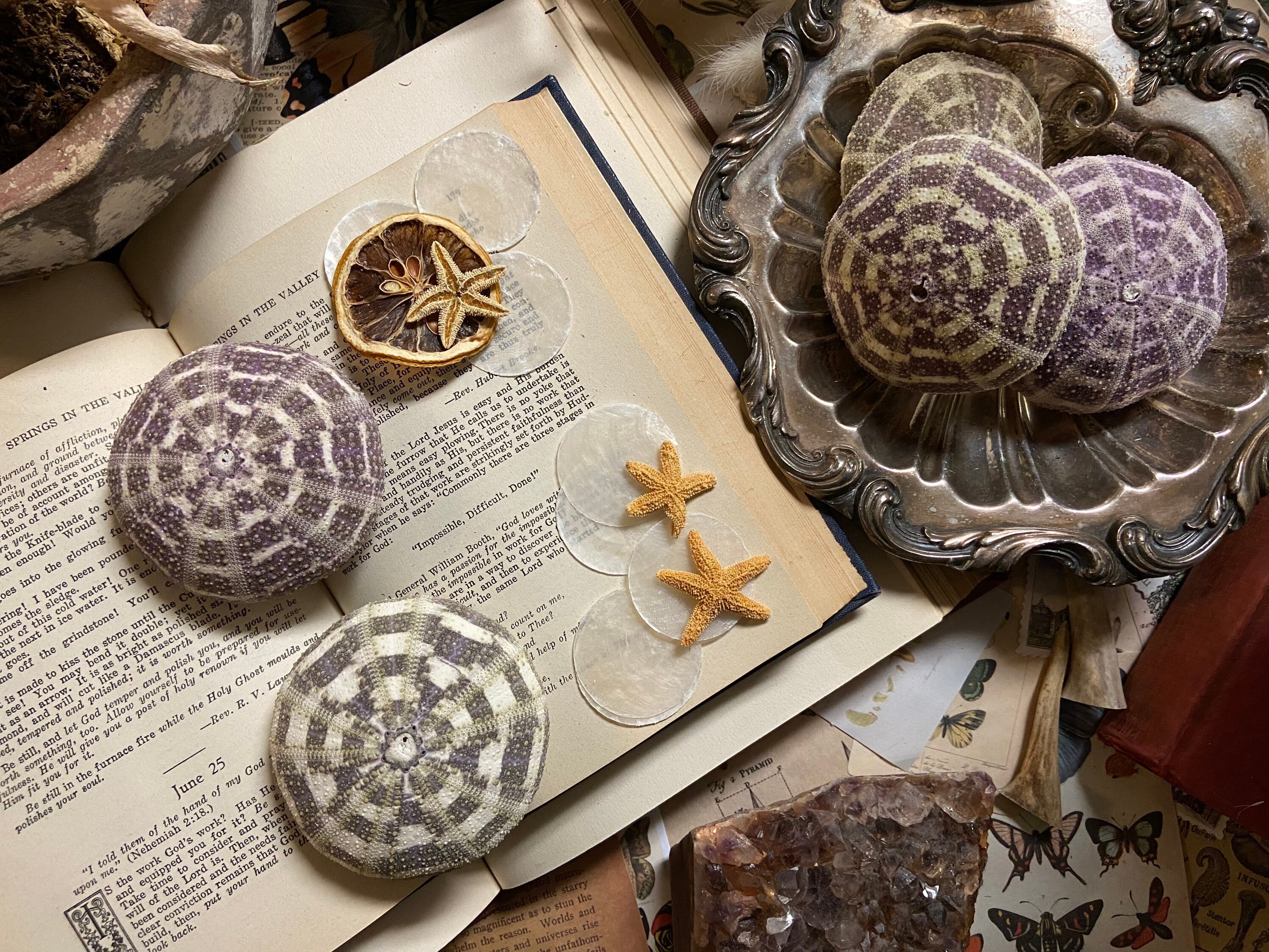 Large Sea Urchin Alfonso Shell Sea Shell Seashell Sea Etsy