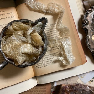 May include: A silver creamer filled with translucent, dried snake skins. The creamer is sitting on an open book with text. The book is on a table with other objects.