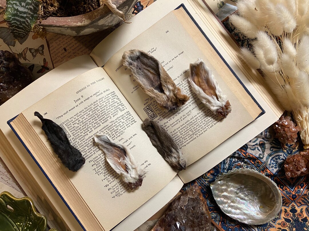 Bunny Rabbit Ears | Specimen Taxidermy | Oddities | Curiosities ...