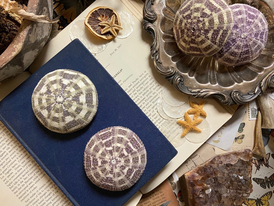 Pair Large Sea Urchin Alfonso Sea Shell Seashell Sea Urchin Wholesale
