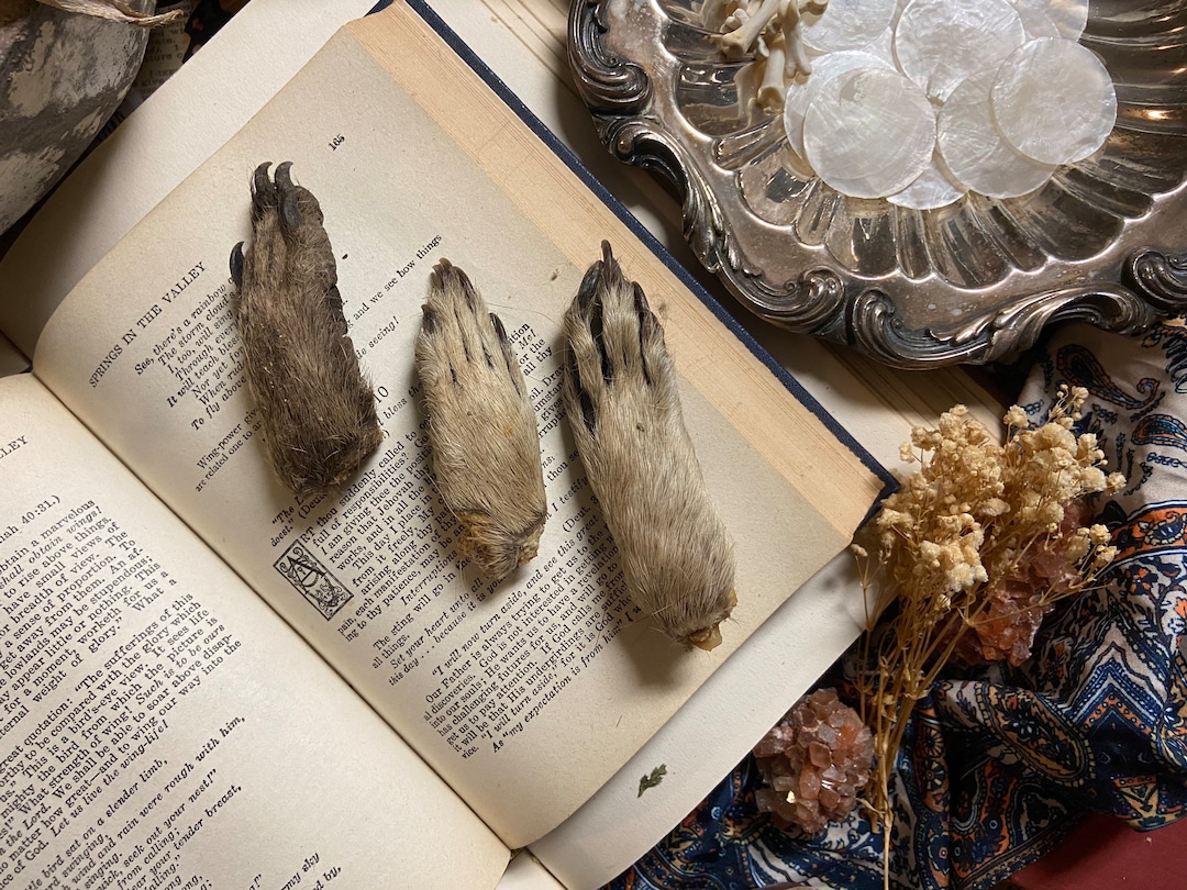 Raccoon Foot| Raccoon Paws Cured| 2.5 to 4 Inches | Real Animal Bones ...