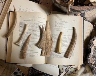 12 Deer Antler Craft Browtine Forks (2 - 5" Length) Antler For Crafts | Antler For Jewelry Making | Antler For Necklaces | Craft Antlers