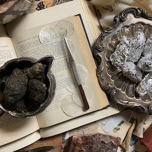 Medium Barn Owl Pellets (1.5" -2") | Real Animal Bones | Great Crafts or Classrooms | Dried Owl Pellet Oddity & Curiosity | Small Bones