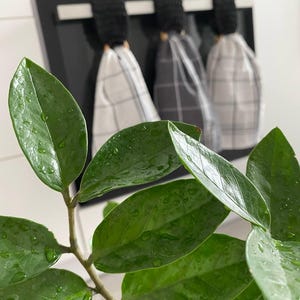 May include: Close-up of a vibrant green plant with water droplets on its leaves. In the background, three kitchen towels with black and white checkered patterns hang from a black oven. The towels are suspended by black loops.